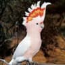 Meysam_parrots_esf